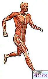 Umor mišića - trening-fiziologija