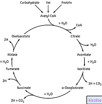 Krebsov ciklus - fiziologija