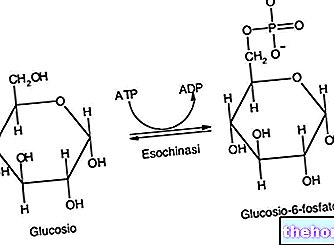 Glycolysis - physiology