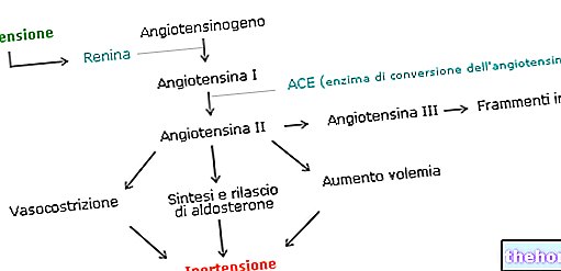 Rénine - Angiotensine - physiologie