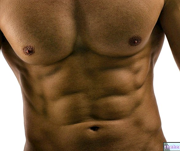 Abdominal: Commercial Muscle - Fitness