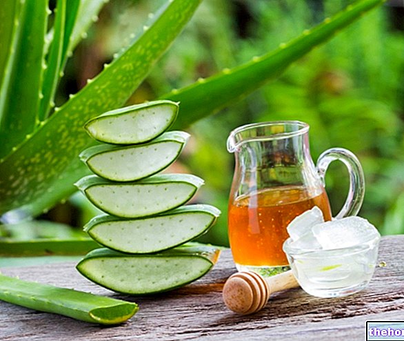 Aloe vera: What it is, Composition, Uses - phytotherapy