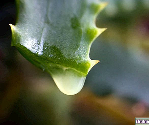 Aloe vera : effets secondaires et contre-indications - phytothérapie