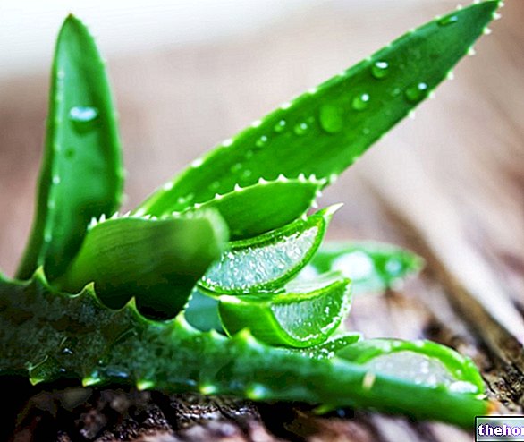Aloe vera: Tulajdonságok, javallatok és felhasználások - fitoterápia