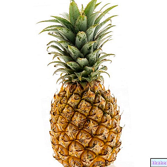 Pineapple: Contraindications and Bibliography - phytotherapy