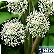 Angelica - botanični opis in kemična sestava - fitoterapija