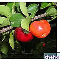 Properties of Acerola - Phytotherapy - phytotherapy