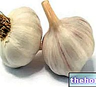 Properties of garlic - Phytotherapy - phytotherapy