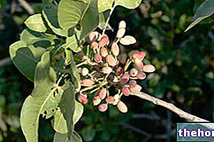 Bronte pistacijos - džiovinti vaisiai