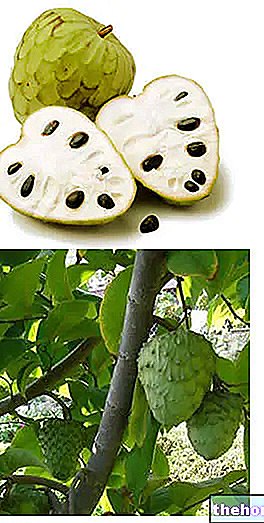 Cherimoya - hedelmiä