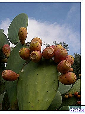 Prickly pear - fruit