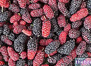 Mulberry bjørnebær: ernæringsmessige egenskaper og mat - frukt