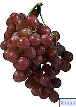Grapes: properties - fruit