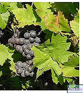 Vine og druer - frugt