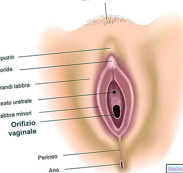 Ulkosynnyttimet - gynekologia