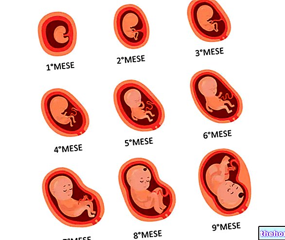 Vývoj embrya a plodu - tehotenstvo
