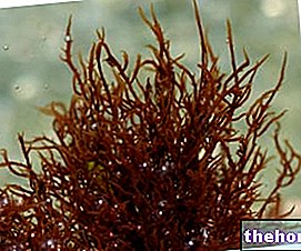 Jestive alge - Dodaci algama