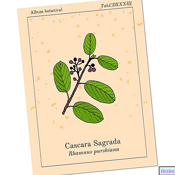 Cascara - Cascara Sagrada: Čo to je, použitie a vlastnosti - prírodné doplnky