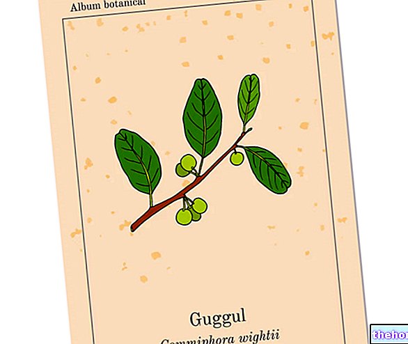 Commiphora mukul - Guggul: Čo je to? Vlastníctvo, použitia a riziká - prírodné doplnky