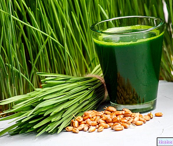 Wheatgrass: apa itu dan bagaimana mengambilnya - makanan tambahan semula jadi