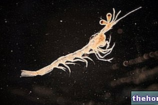 Зоопланктон: Хранене и екология на човека - натурални добавки