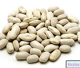 Kacang Putih - Kacang Cannellini - kekacang