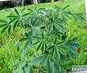 Łubin - rośliny strączkowe