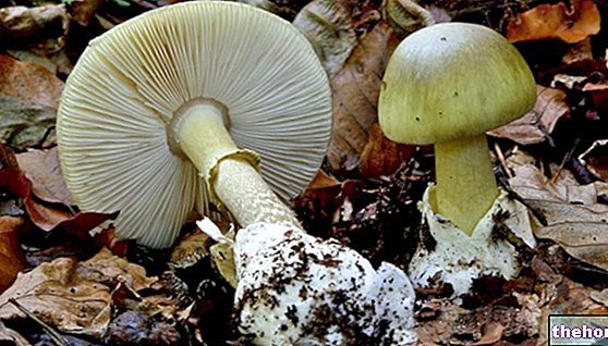 Amanita Phalloides for short - food-related diseases