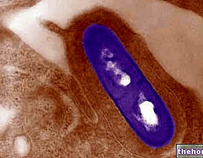 Listeria - bolesti povezane s hranom