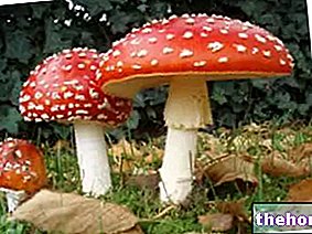 Toxicité, toxines et empoisonnement aux champignons - maladies liées à l'alimentation