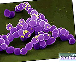 Enterococcus - užkrečiamos ligos