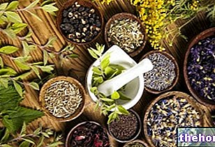 Botanical extracts: what they are, food sources, benefits - other