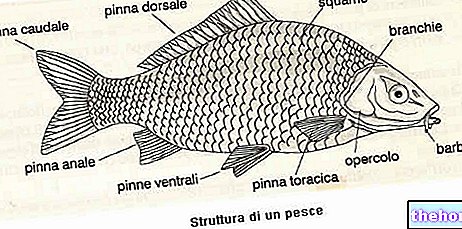 Риби - класификация и структура