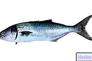 Skleníkové ryby - ryby