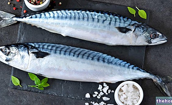 Białko makreli - dlaczego są szlachetne? - ryba