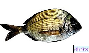 Sarago: dieta i kuchnia - ryba