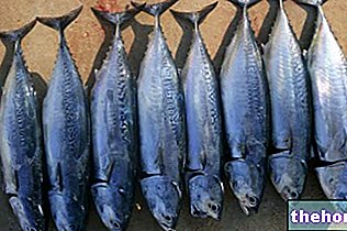 Tombarello: odżywianie i gotowanie - ryba