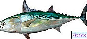 Tonnetto Alletterato - žuvis