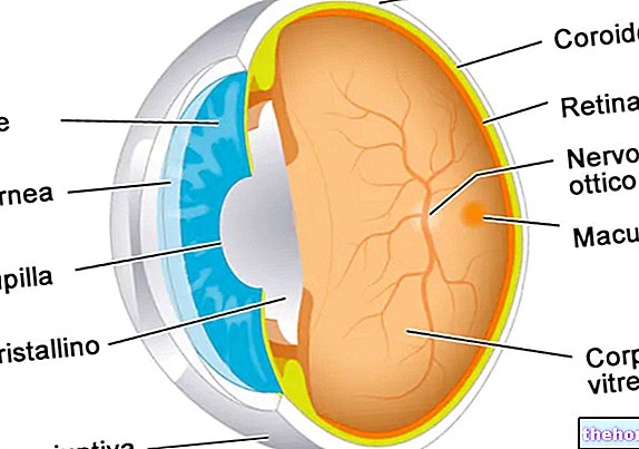 Conjonctive - santé oculaire