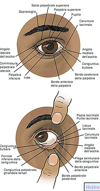 Paupières - santé oculaire