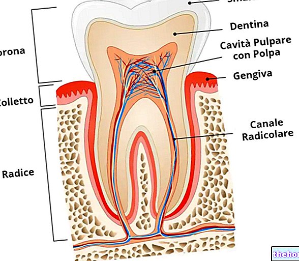 Dents : comment sont-elles faites ? - dents-santé