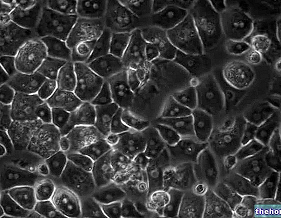 हेपेटोसाइट्स: यकृत की कोशिकाएं - जिगर-स्वास्थ्य