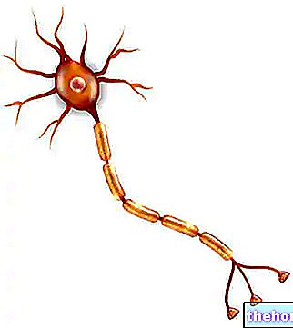 Saraf - Apa Mereka dan Bagaimana Mereka Berfungsi - kesihatan sistem saraf