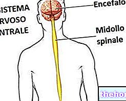 Središnji živčani sustav - zdravlje živčanog sustava