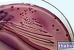 Escherichia coli dalam air kencing - kesihatan saluran kencing