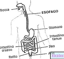 Diseases of the Esophagus - health-of the esophagus