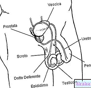 Testicles: how they are made, how they work - human-health