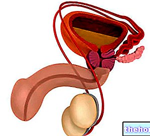 Uretra lelaki: Apa itu? Anatomi, Fungsi dan Patologi - kesihatan manusia