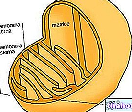 Siseruumides jalgrattasõit, mitokondrid ja kaalulangus - ketramine