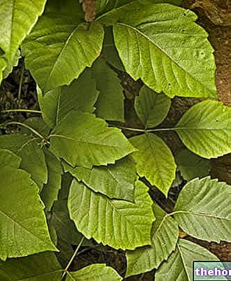 Poison Ivy - toxicitet och toxikologi